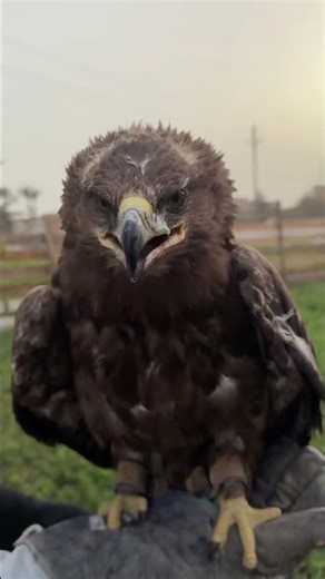 Live chicken eaten by eagle 🤦‍♂️🤦‍♂️