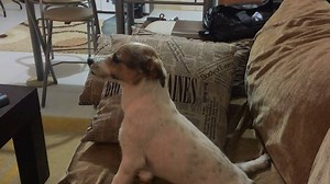 11K views · 242 reactions | Dog loves watching scary movies, except for the scary parts. | I Love Animals | Facebook