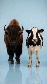Bison + Cow… What Happens? | Arcane Mutation