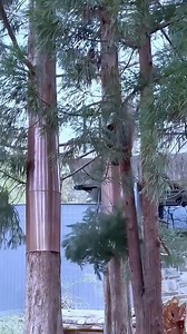 Panda have a happy hour 😂. #viralhog #highlight #everyone #highlights #pandas #playtime @pandas | Mechela Pamonag Italia