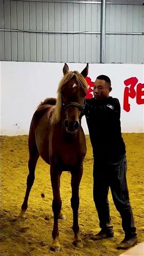 Arabian mare one year old