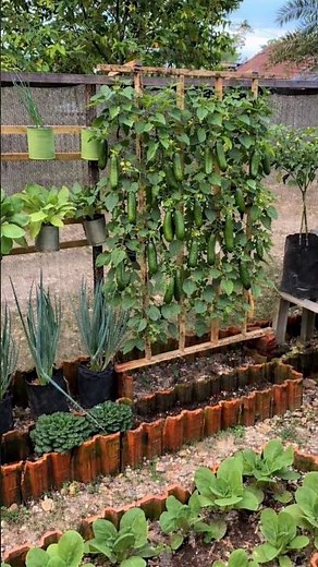DIY Cucumber Trellis to Keep Your Garden Neat and Organized #gardening