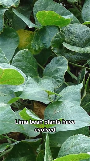 147K views · 3.1K reactions | Lima beans can summon their predator’s predator, and in turn, save themselves. Super interesting. | Steve Mould | Facebook