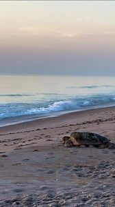 5K views · 517 reactions | Hatchlings imprint their home beach during...
