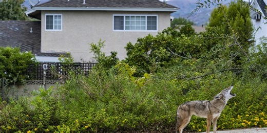 Rangers capture coyote with human DNA on paws linking it to attack on Colorado preschooler