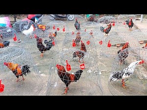 Gà Tuyển. Trại Gà Miền Tây/ Tung Vlog