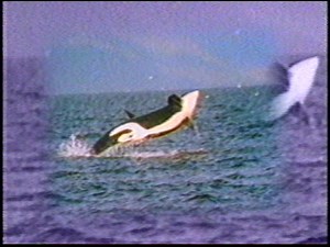 [Vintage VHS] Baby Animals: Young of the Wild