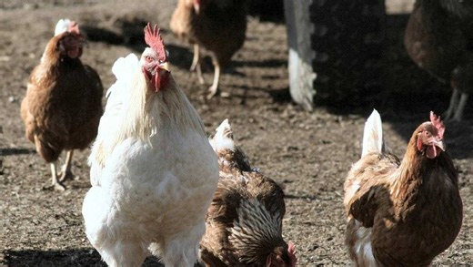 Avian flu outbreak impacts farms in Lancaster County