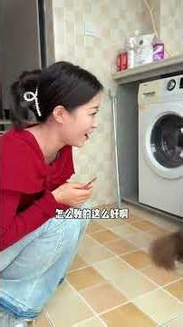萨摩耶还有棕色的？带狗子找媳妇儿 #萨摩耶 #遛狗#公路磁悬浮深蓝L06#深蓝L06入门满配预售价13万99起