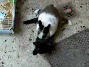 Cat Attacks Rabbit Guess what happens