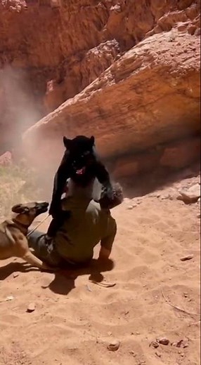 “Man vs Tiger: Intense Jungle Struggle Caught on Camera”