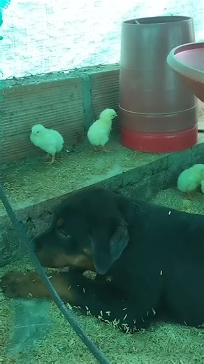 Video de Granja bonanza chaparral (@granja.bonanza.cha) relacionado con “pollo”