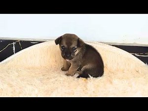 "I Want to Live," a Stray Puppy Wailed Helplessly, Covered in Flies and Maggots.