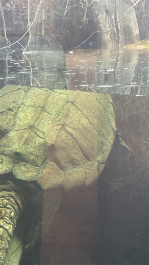 Experience Spring Adventures at Birmingham Zoo!