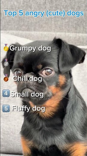 Angry but Adorable Dogs You Can’t Take Seriously 😂🐾