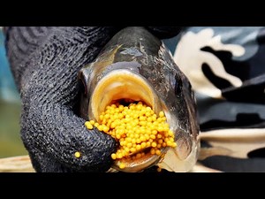 A Quick Guide to Tilapia Breeding and Farming || Clips On || Fish Farming Business In India.