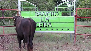 33K views · 554 reactions | 1a. Parte. Rancho La Ceiba, gran tradición en la crianza de toros de reparo en el municipio de Tecpan | Canal 6 Tecpan | Facebook