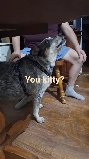 I didn’t expect this to happen… #shorts #doggybestfriend #cattledog