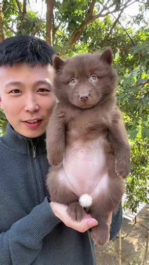 Adorable Chow Chow Dog from Shandong, China