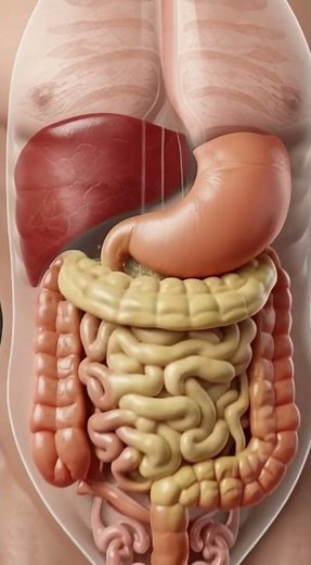 The Digestive System Explained in 1 Minute! 🍎🔥