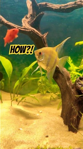 Can $0 Look This Good? #aquarium #shorts