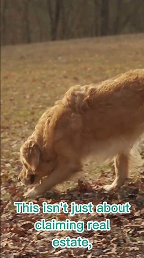 Why Do Dogs Mark Their Territory? 🐶💧