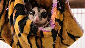 A potential sugar glider owner should be aware of the care requirements and personality traits before getting one. Learn more: https://bit.ly/2CUATZz | The Spruce Pets