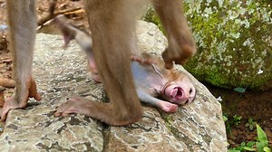 Hmm! Little Monkey Rainbow Cry Again Under Libby Discipline Stop Her spoiled Drama. Sometime Look So Bad. #LovelyMonkey #RainbowMonkey #LibbyMonkey | Lovely Monkey