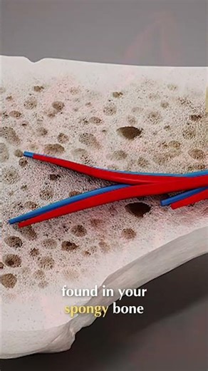 Red Blood Cell Production: Two Million Per Second! #shorts