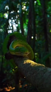 Meet the stunning Emerald Tree Boa! Native to the Amazon rainforest, this majestic snake boasts vibrant emerald scales, striking patterns, and an irresistible charm. Did you know? Emerald Tree Boas are: Non-venomous Expert hunters Arboreal masters Rarely seen in the wild Let's appreciate these breathtaking creatures! #EmeraldTreeBoa #SnakeLove #ReptileAppreciation #AmazonWildlife #NatureLovers #WildlifeConservation" Or, if you'd like a shorter version: "Stunning Emerald Tree Boa! Vibrant emerald