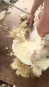 16K views · 216 reactions | Sheep shearing in Scotland ✅️ SHEARING SCHOOL | Shearing Industry Culture | Facebook