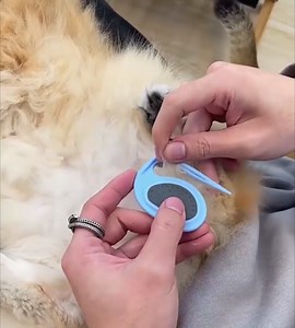 Pet Grooming Comb for Dogs and Cats - Detangling and Deshedding Tool for Removing Matted and Loose Hair (Orange)