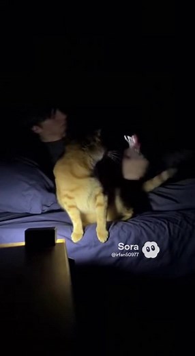Cat Discovers Phone At 4AM, Texts Everyone, Refuses To Stop 📱😾 13 Unread Messages #CatVideo #4AMCat #PhoneCat #CatLover #SleepDeprivation | The Cat Journal