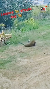 3.5M views · 10K reactions | Dog confronted leopard, incident recorded in CCTV, viral on social media. #jkexpresstv #bharat #jammukashmir | JK Express TV | Facebook
