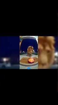 Top 14 compilation of animals eating 🌶️🥵#funny #video #viral #youtubevideo