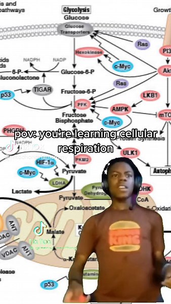 Understanding Cellular Respiration in Biochemistry