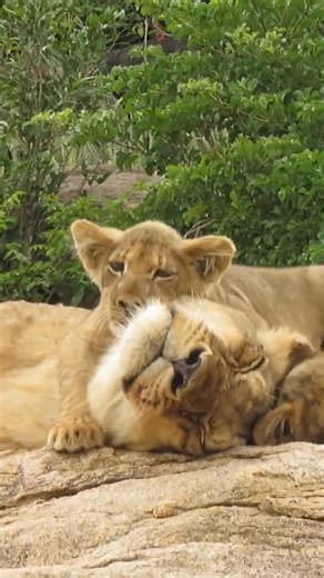 Even in sleep, the lion’s presence protects. His cub dances around him, learning courage under the shadow of greatness. #LionFamily #WildAfrica #NatureBeauty #AnimalBond #PrideOfLions | Animals voice