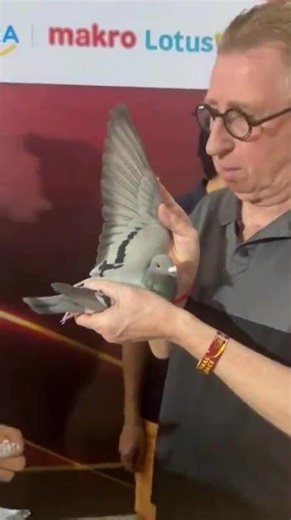 Top Racer Pigeon Breeds by Country | World Famous Racing Pigeons