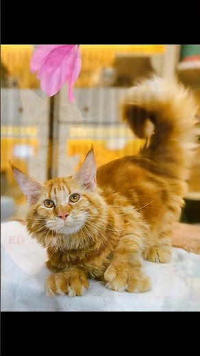 $7,000 Giant Maine Coon Cat 🐾 | The King of Cats 👑