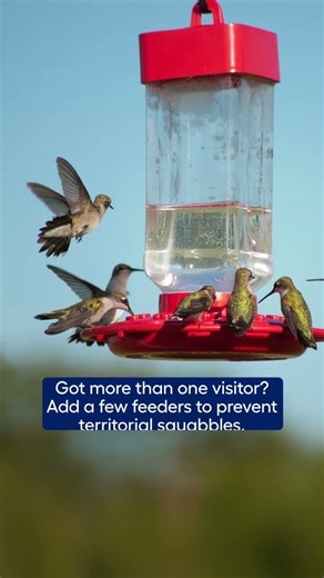 How to Attract Hummingbirds to Your Yard