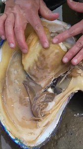 117K views · 1.4K reactions | Opening the Giant Blue Clam Revealed Precious Treasures  #PreciousPearls #GiantClamTreasure #RareFinds #PearlDiscovery #treasurehunt | Yi Min Chiu | Facebook