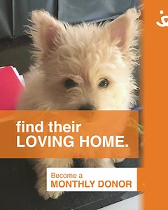 8.3K views · 10K reactions | When you’re as tiny as Gus Gus you need someone looking out for you. YOU can be a Guardian Angel to homeless pets like Gus Gus—to ensure they get the lifesaving care and loving homes they need, | Best Friends Animal Society | Facebook