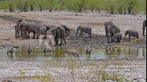 gemsbok, or South African oryx (Oryx gazella) and herd of African bush elephant (Loxodonta africana) at waterhole, Etosha National Park, Namibia, Africa