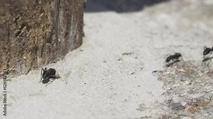 Ant colony and ants eggs from close up. The entrance to the anthill tunnel they made in a concrete base. Ants carefully transfer their eggs to the outside of the anthill. Social insects teamwork.