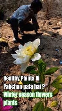 Healthy Plants ki pahchan kya Hoti Hai? winter season Flowers Plants #shortsfeed #garden #shorts