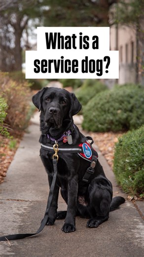 69 reactions | Knowing the difference between service dogs and other types of working dogs is important when interacting with dogs in the public #servicedog #assistancedog #freedomservicedogs #servicedogtraining #dogs | Freedom Service Dogs | Facebook