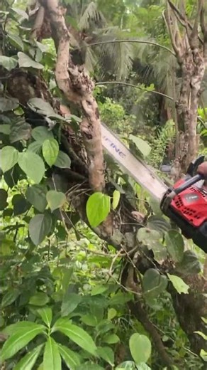 Master Tree Felling with a Chainsaw – Quick Tips!