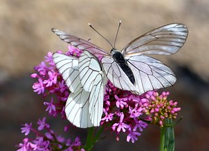 What Is the Meaning of a White Butterfly? The Facts About the Auspicious Symbol