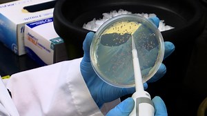 Rapid Assembly of Multi-Gene Constructs using Modular Golden Gate Cloning