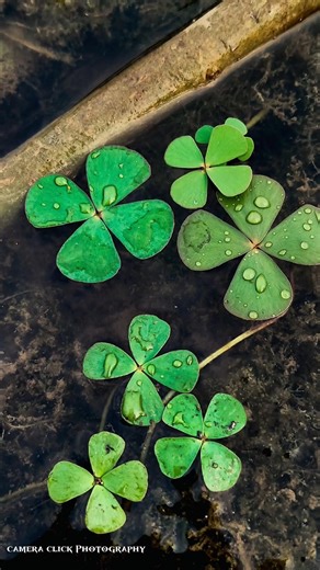 Creative Photography I Tips & Tricks with Phone using Pro Mode 📸 Mobile Photography Hacks🔥